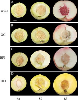 Down-regulation of NCED leads to the accumulation of carotenoids in the flesh of F1 generation of peach hybrid